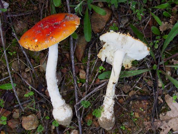 A. muscaria var. formosa